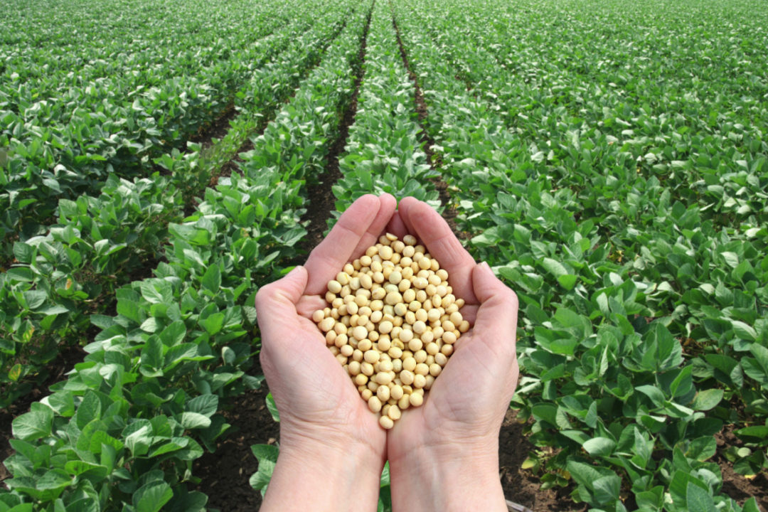 Soybean Crop Images - KibrisPDR