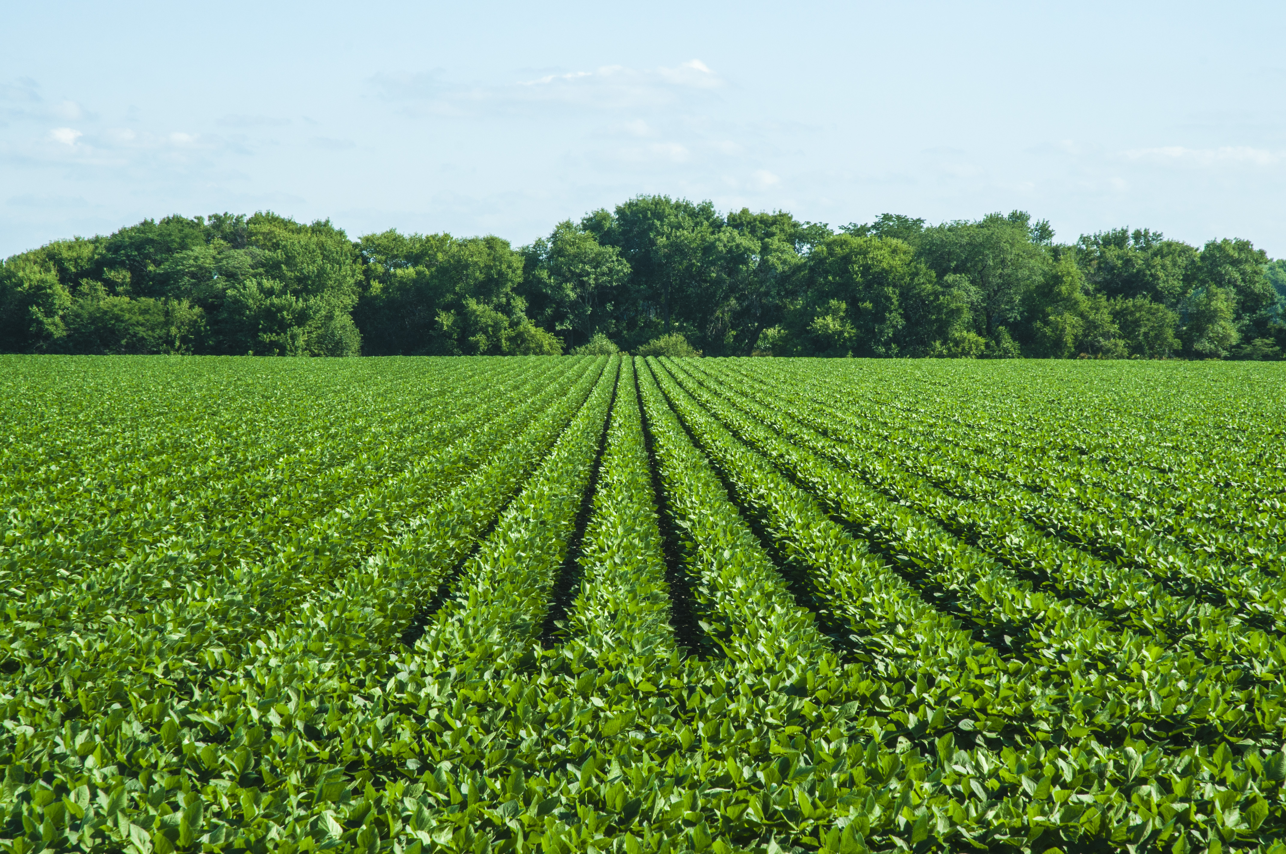 Detail Soybean Crop Images Nomer 2