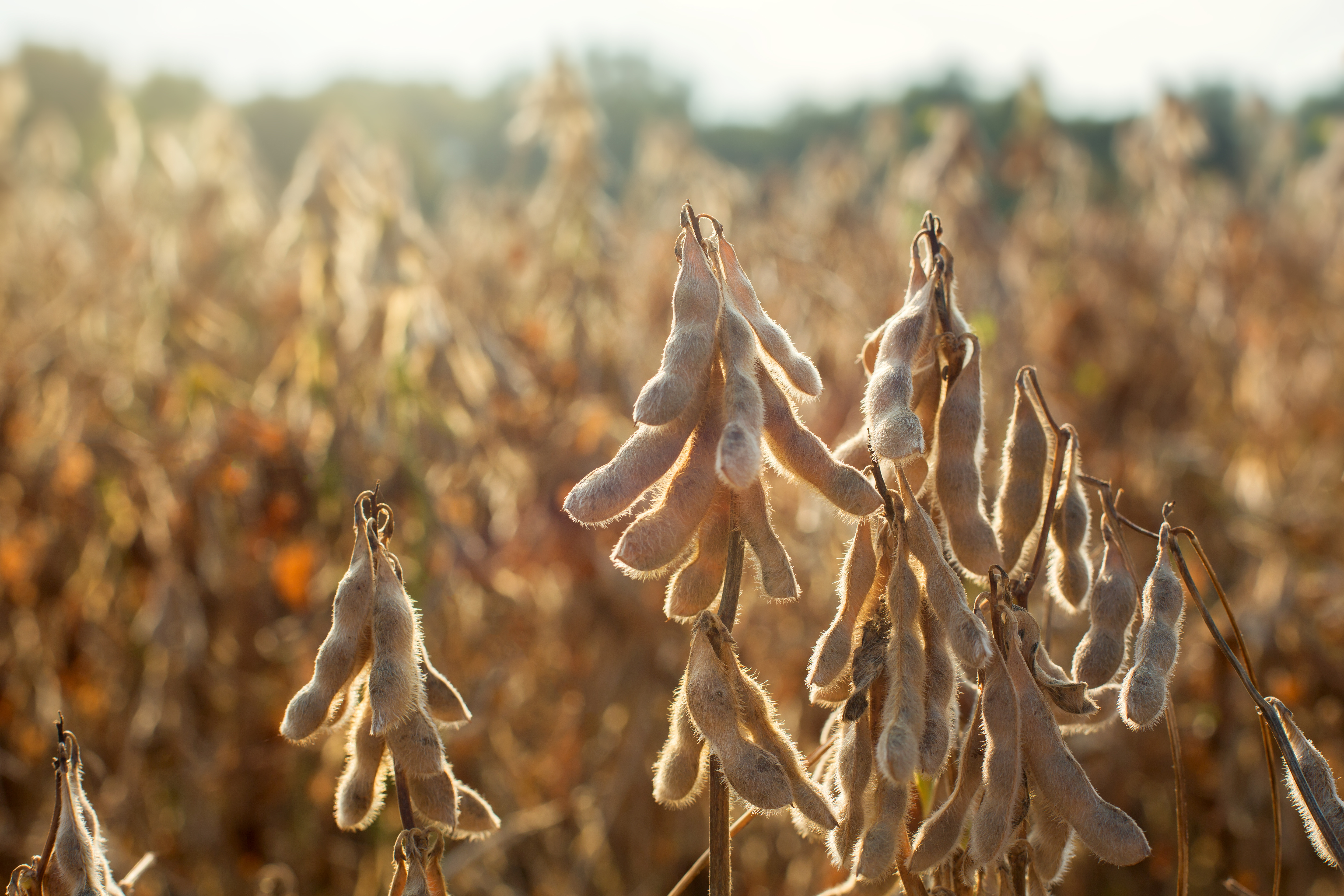 Detail Soybean Crop Images Nomer 21