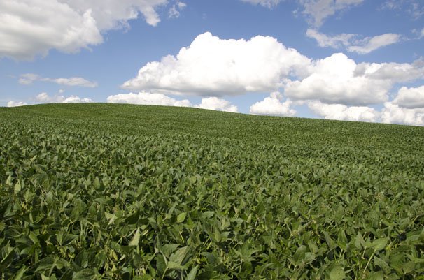 Detail Soybean Crop Images Nomer 22