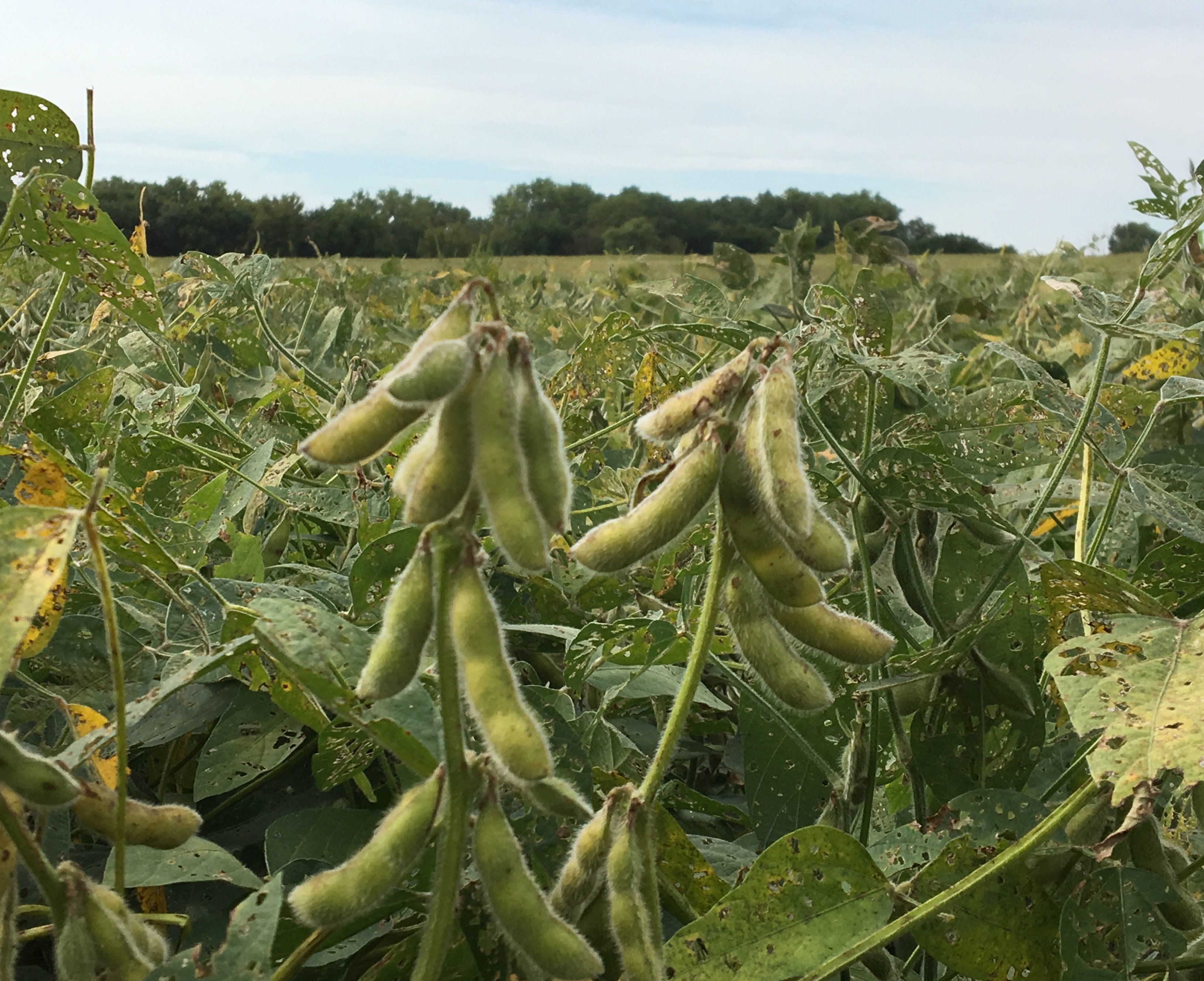 Detail Soybean Crop Images Nomer 4