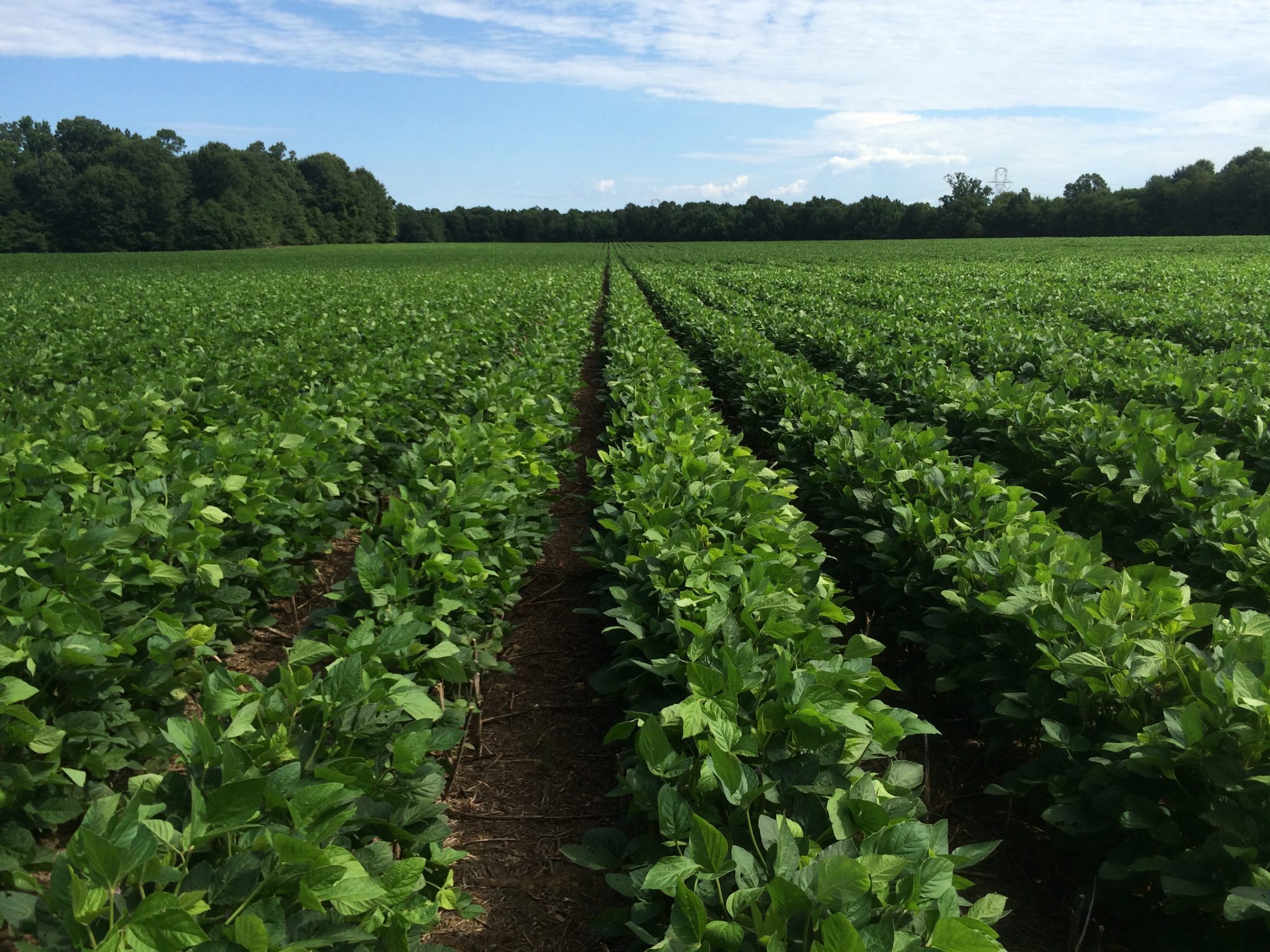 Detail Soybean Crop Images Nomer 29