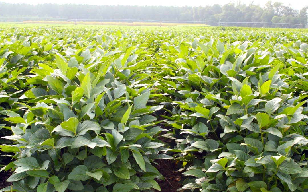 Detail Soybean Crop Images Nomer 32