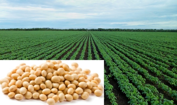 Detail Soybean Crop Images Nomer 33