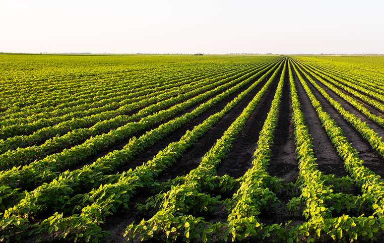 Detail Soybean Crop Images Nomer 35