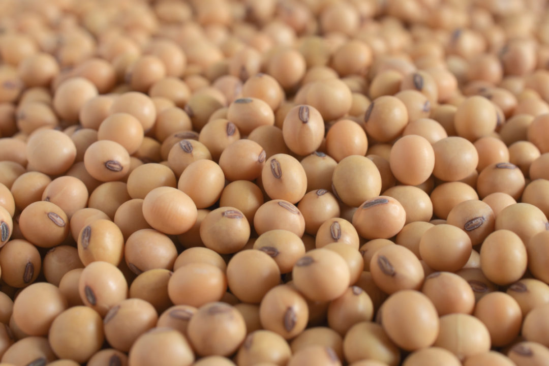Detail Soybean Image Nomer 2
