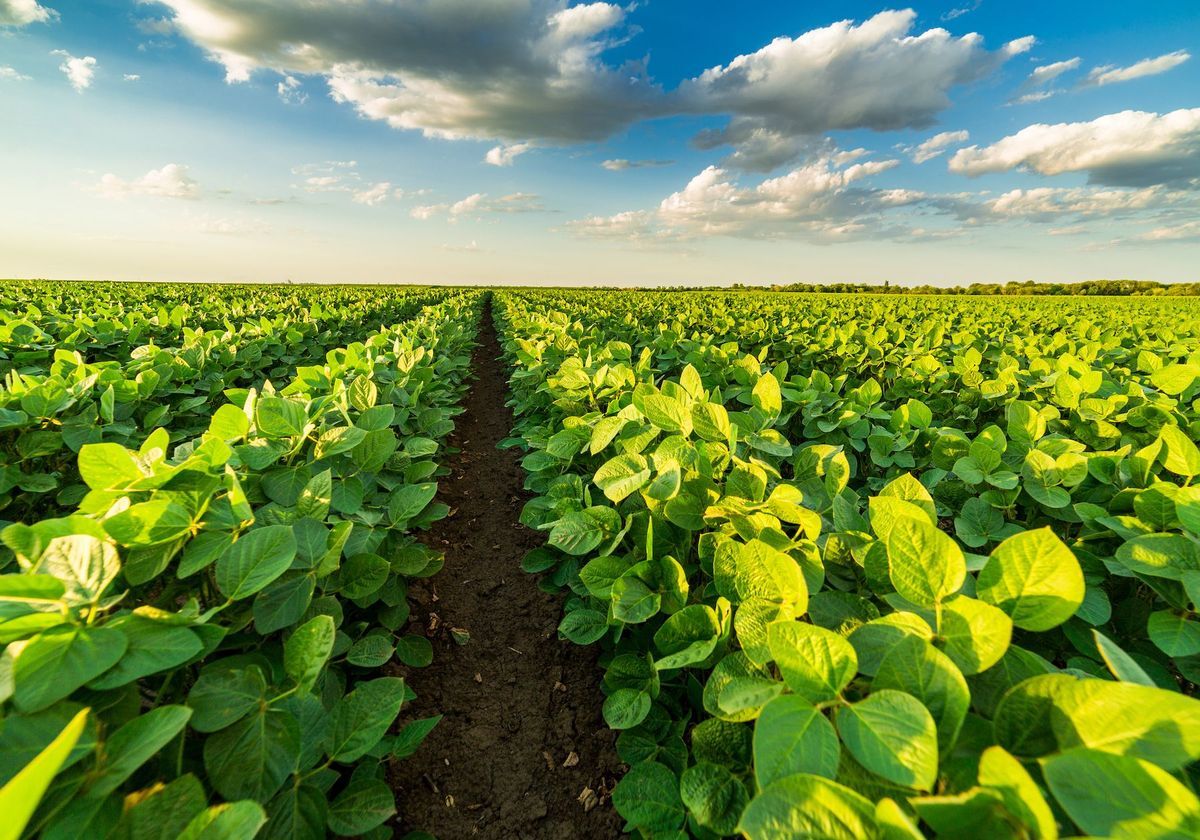 Detail Soybean Image Nomer 11