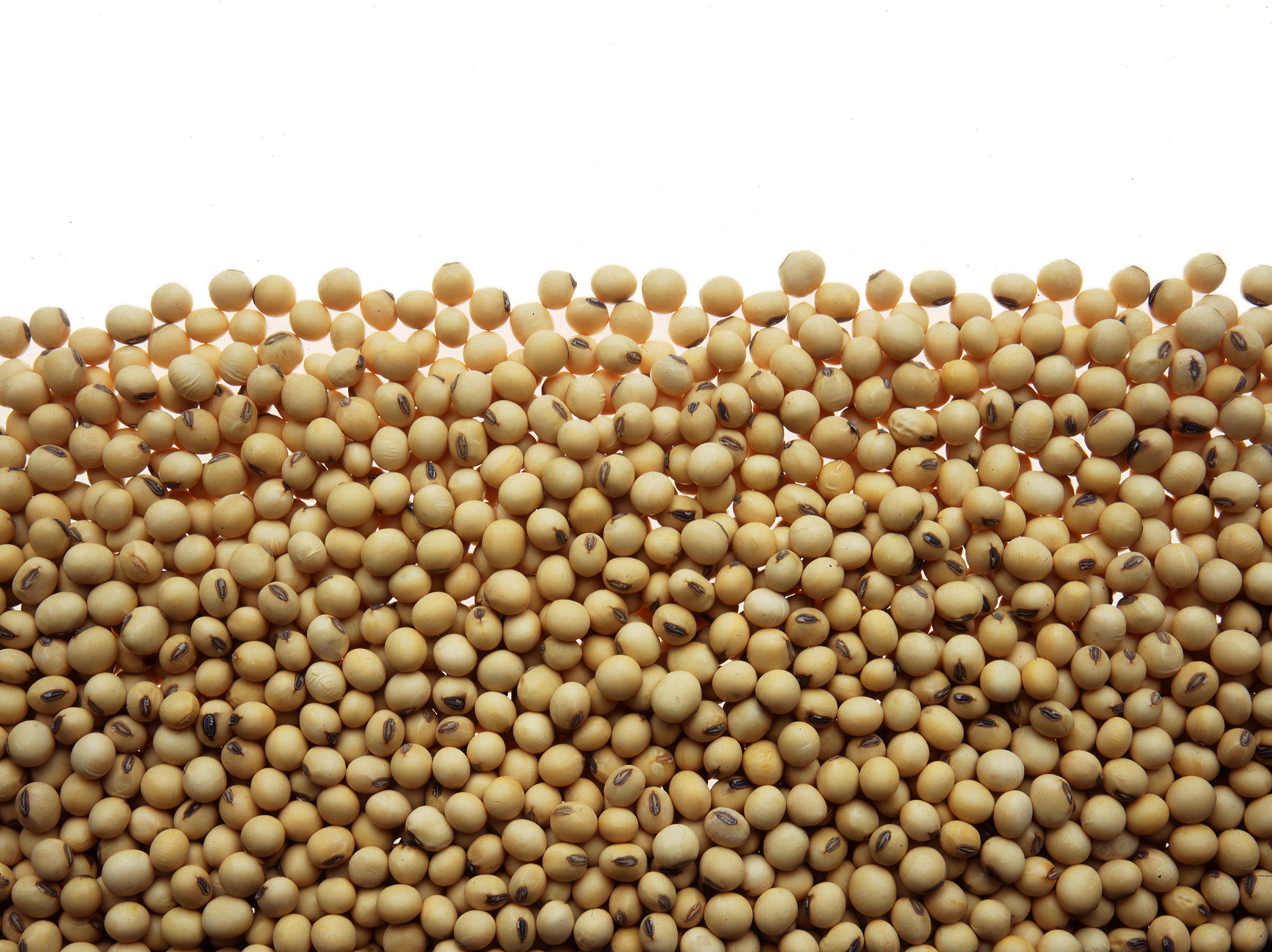 Detail Soybean Image Nomer 12