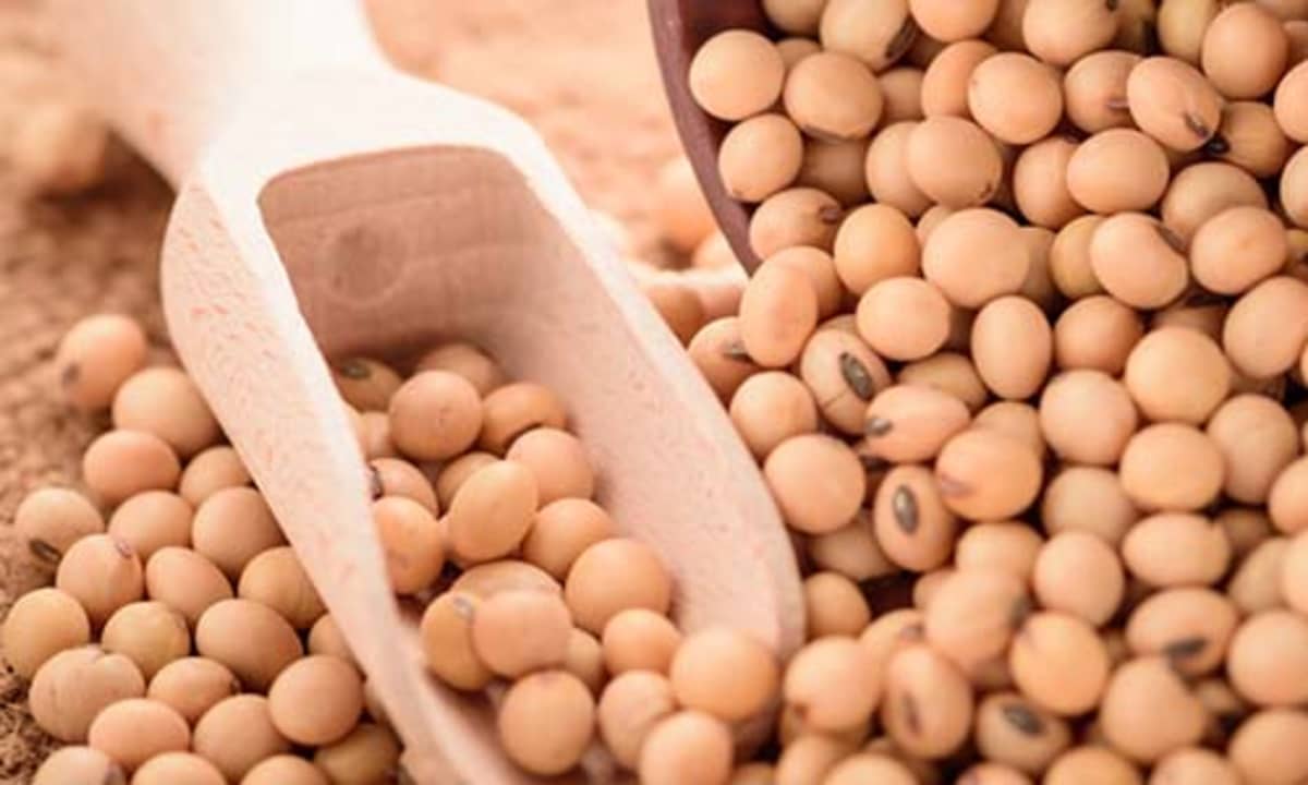 Detail Soybean Image Nomer 15