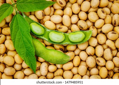 Detail Soybean Image Nomer 17