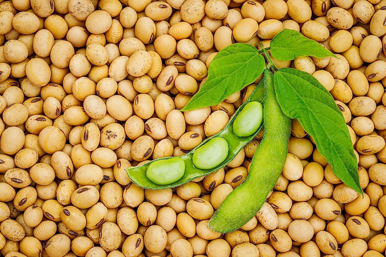 Detail Soybean Image Nomer 3