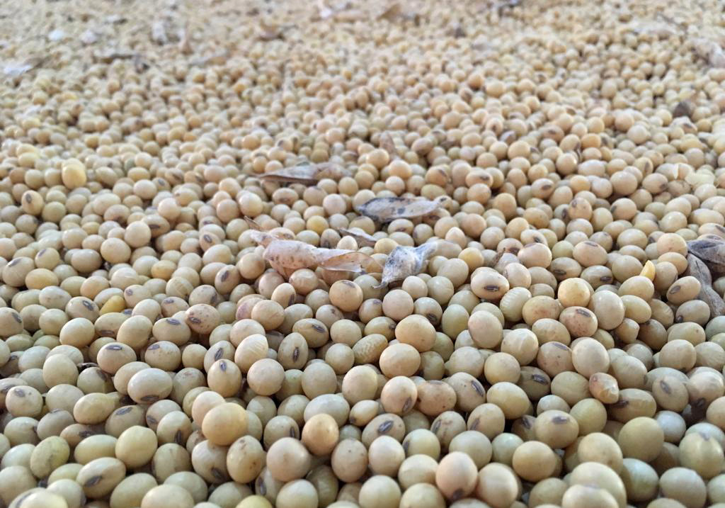 Detail Soybean Image Nomer 20