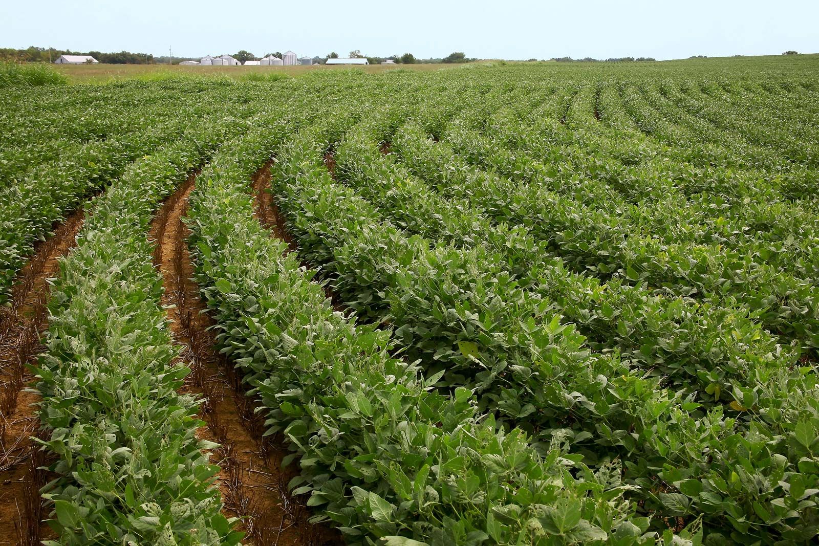 Detail Soybean Image Nomer 22