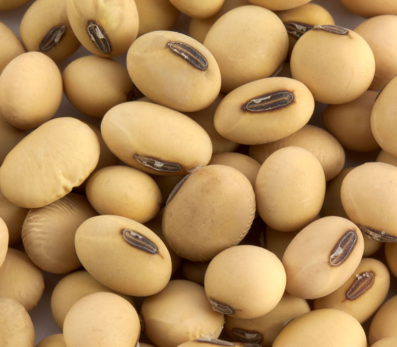 Detail Soybean Image Nomer 24