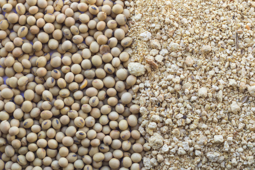 Detail Soybean Image Nomer 26