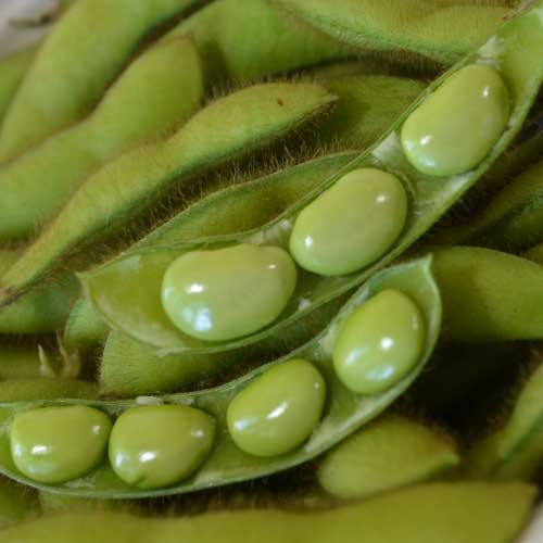 Detail Soybean Image Nomer 29