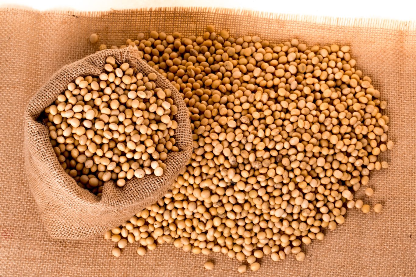 Detail Soybean Image Nomer 30