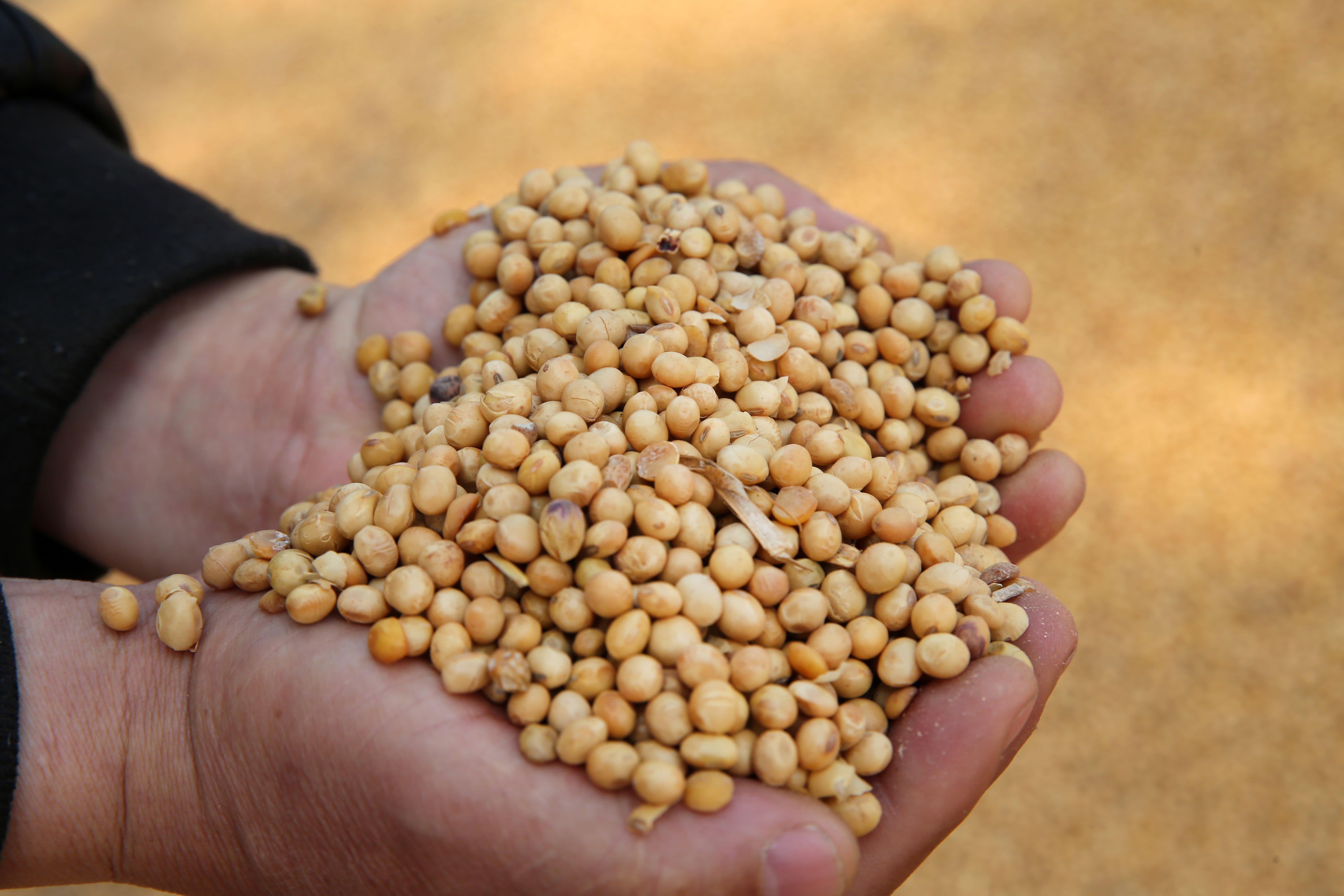 Detail Soybean Image Nomer 31