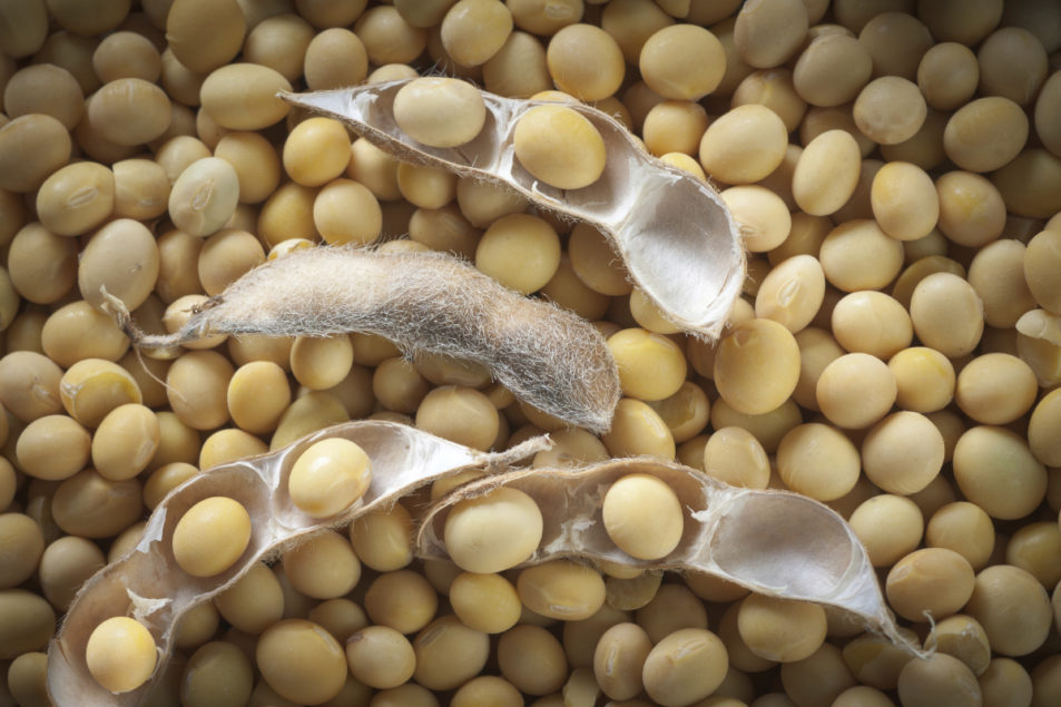 Detail Soybean Image Nomer 5