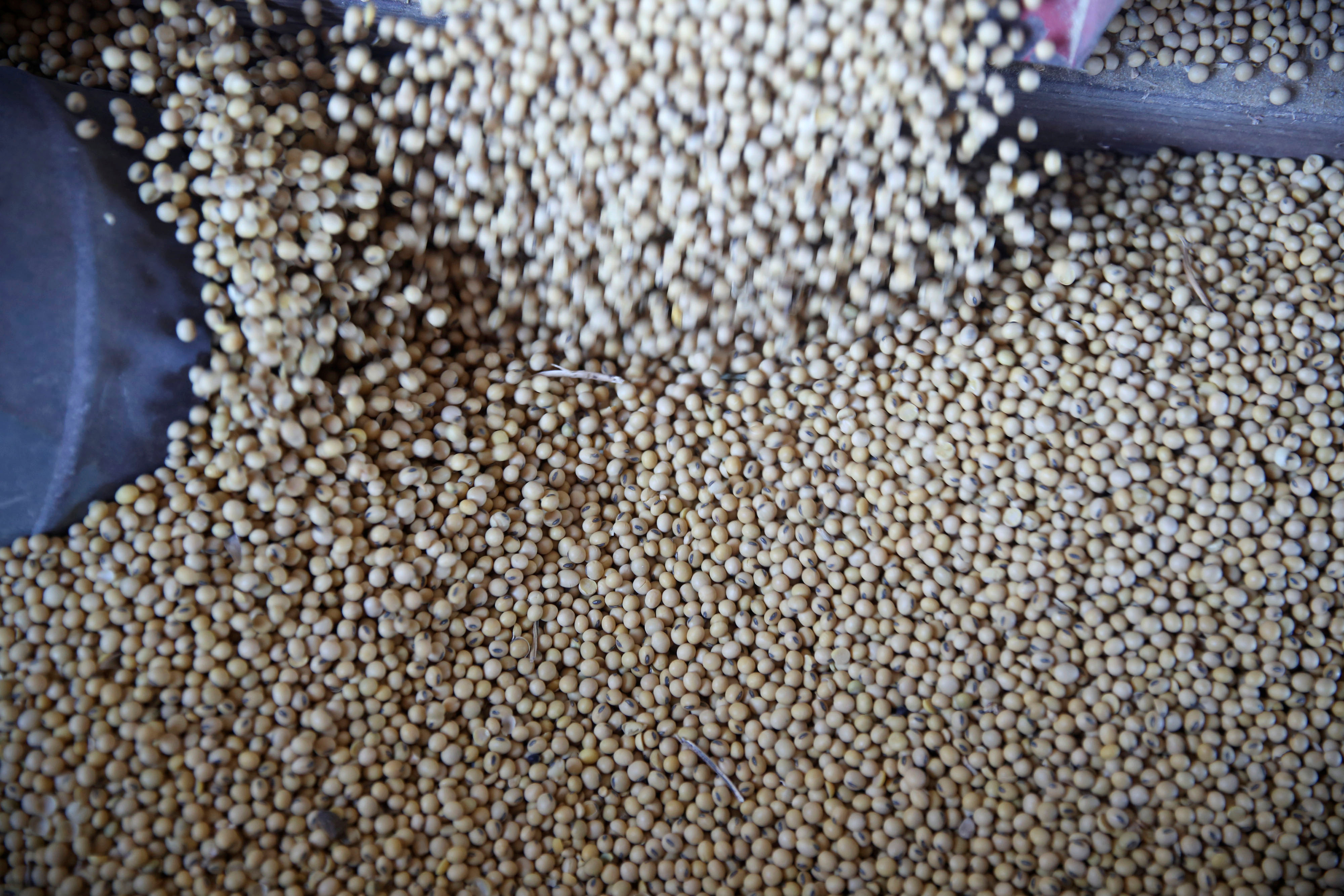 Detail Soybean Image Nomer 35