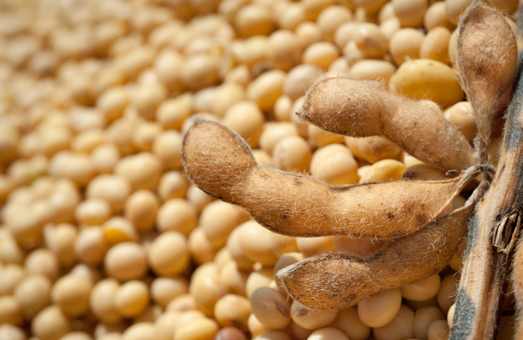 Detail Soybean Image Nomer 37