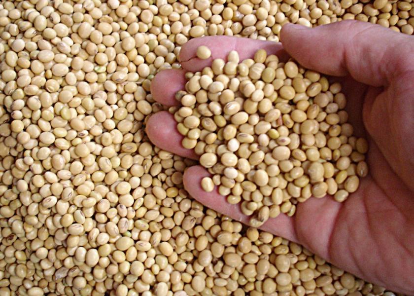 Detail Soybean Image Nomer 38