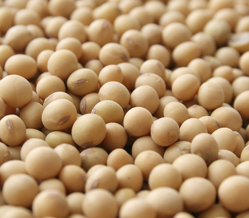 Detail Soybean Image Nomer 39