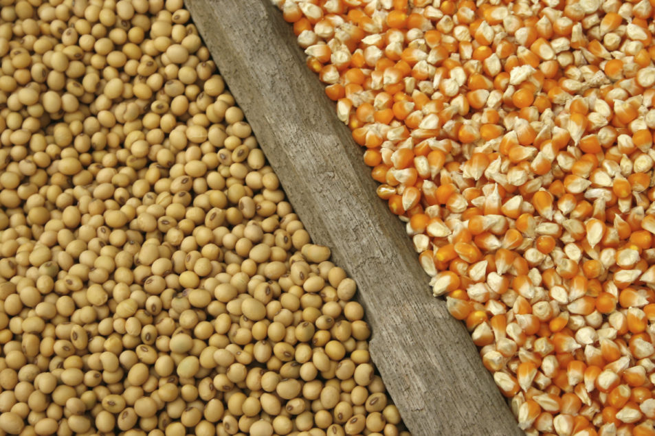 Detail Soybean Image Nomer 40