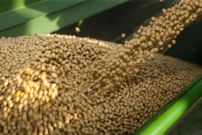 Detail Soybean Image Nomer 44