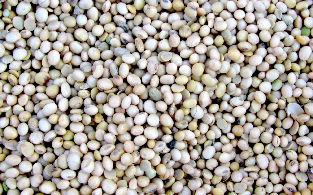 Detail Soybean Image Nomer 45