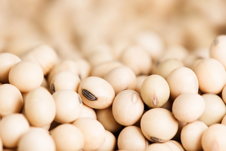 Detail Soybean Image Nomer 46