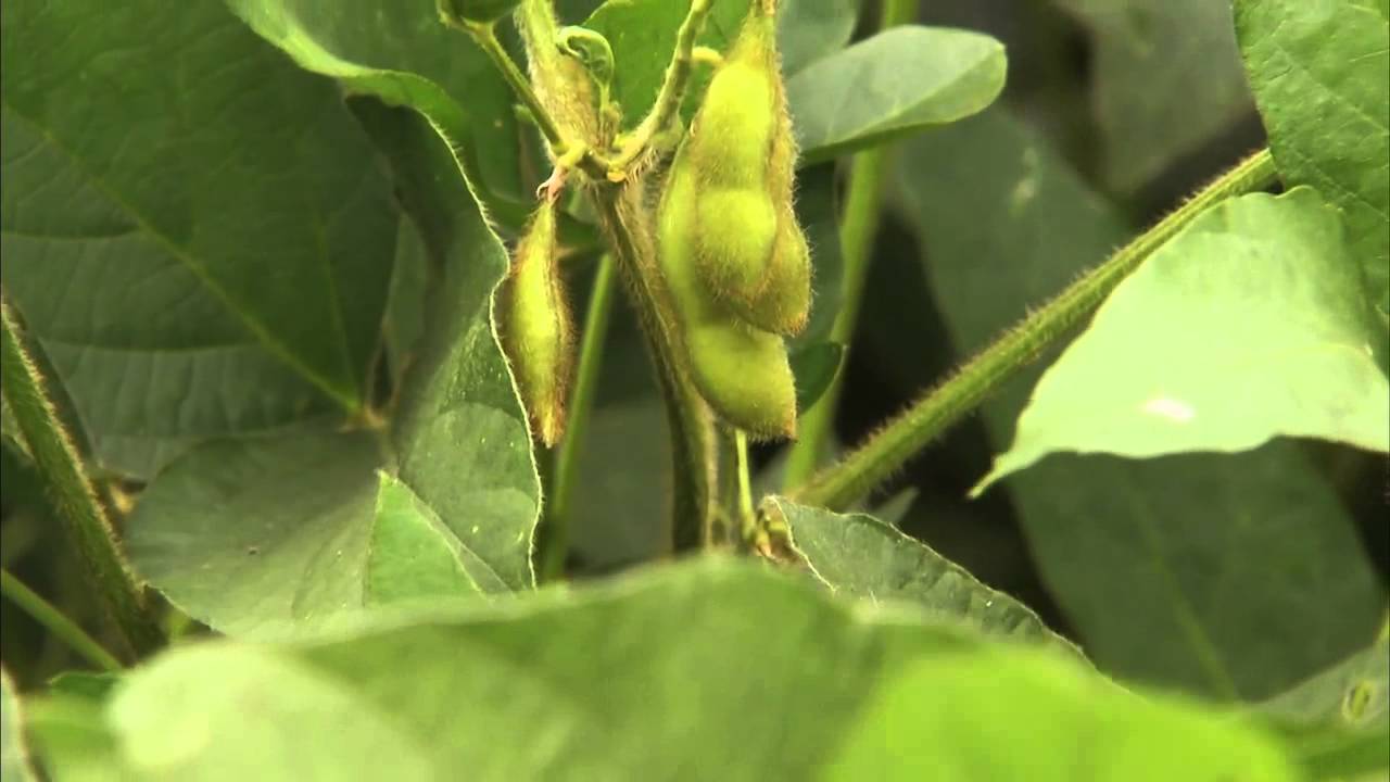 Detail Soybean Image Nomer 48