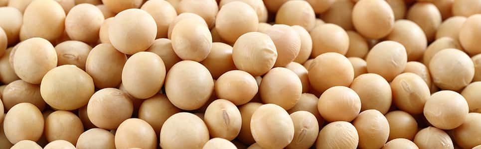 Detail Soybean Image Nomer 50