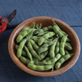 Detail Soybean Image Nomer 51