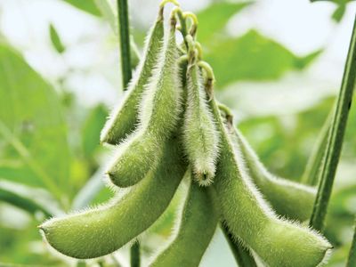 Detail Soybean Image Nomer 7