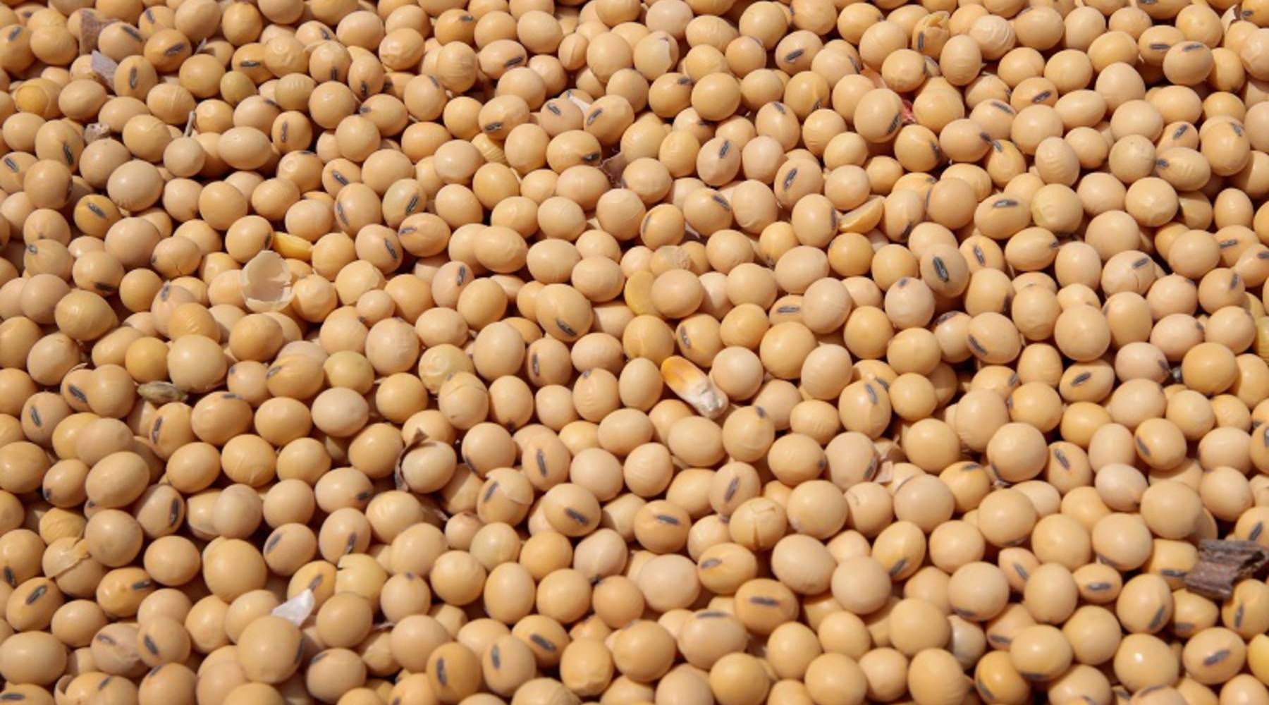Detail Soybean Image Nomer 9