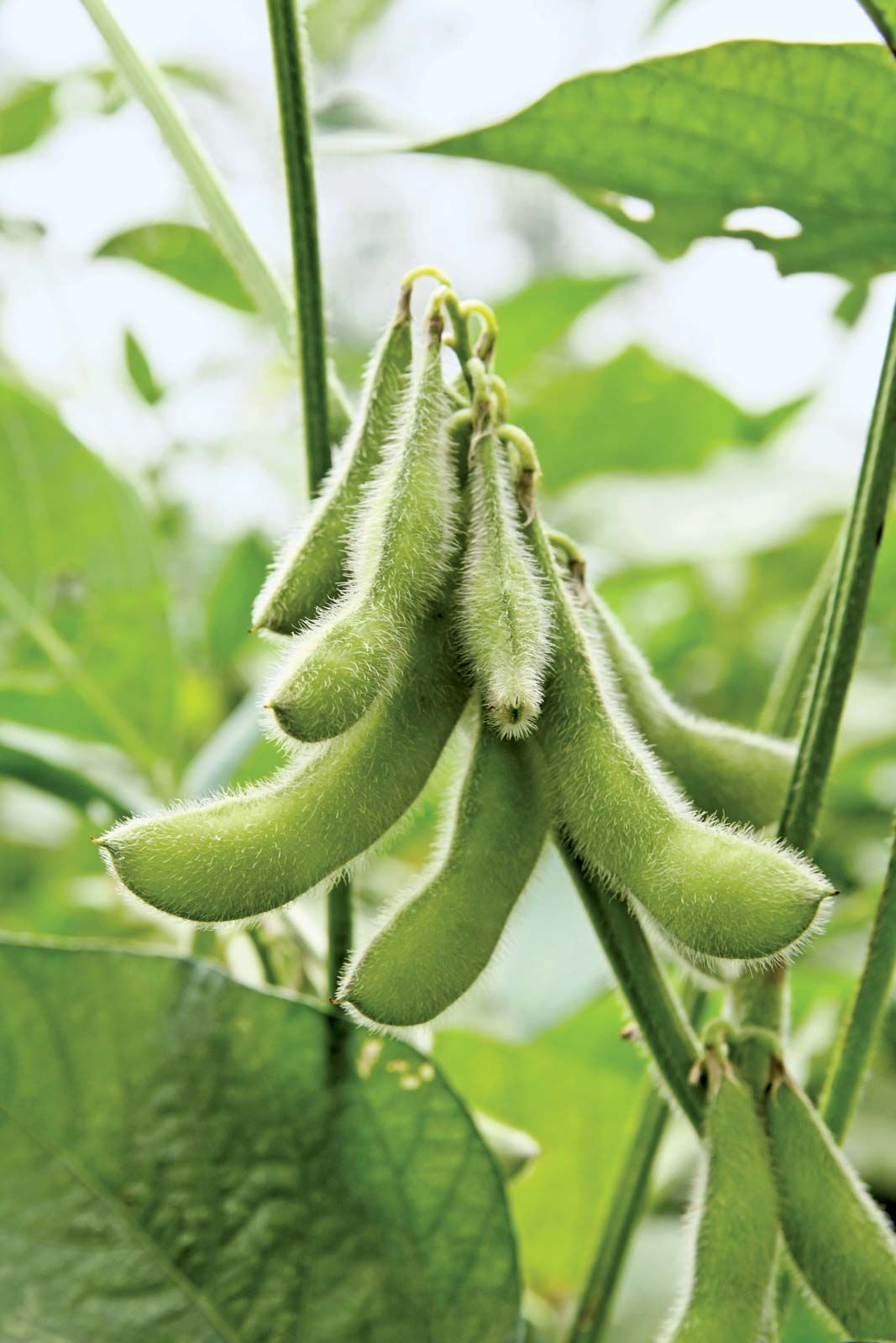 Detail Soybean Image Nomer 10