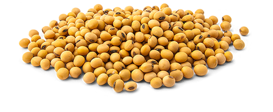 Detail Soybean Png Nomer 11