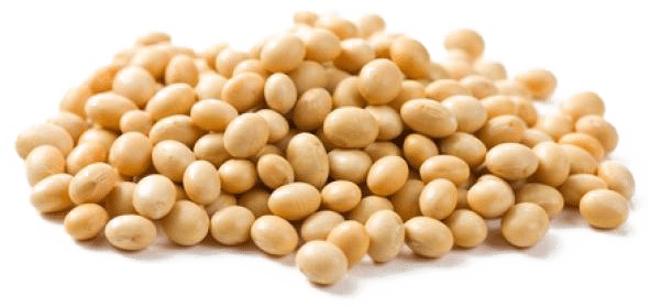 Detail Soybean Png Nomer 8