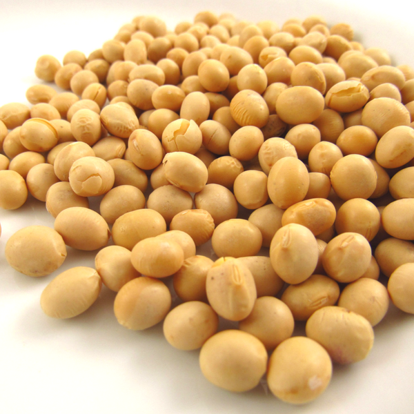 Detail Soybeans Image Nomer 24