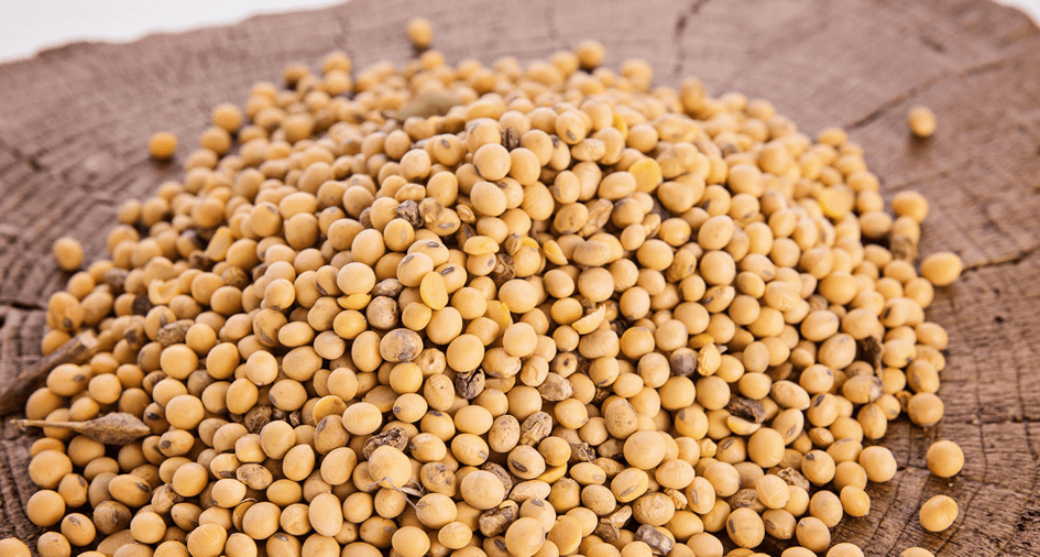 Detail Soybeans Image Nomer 30