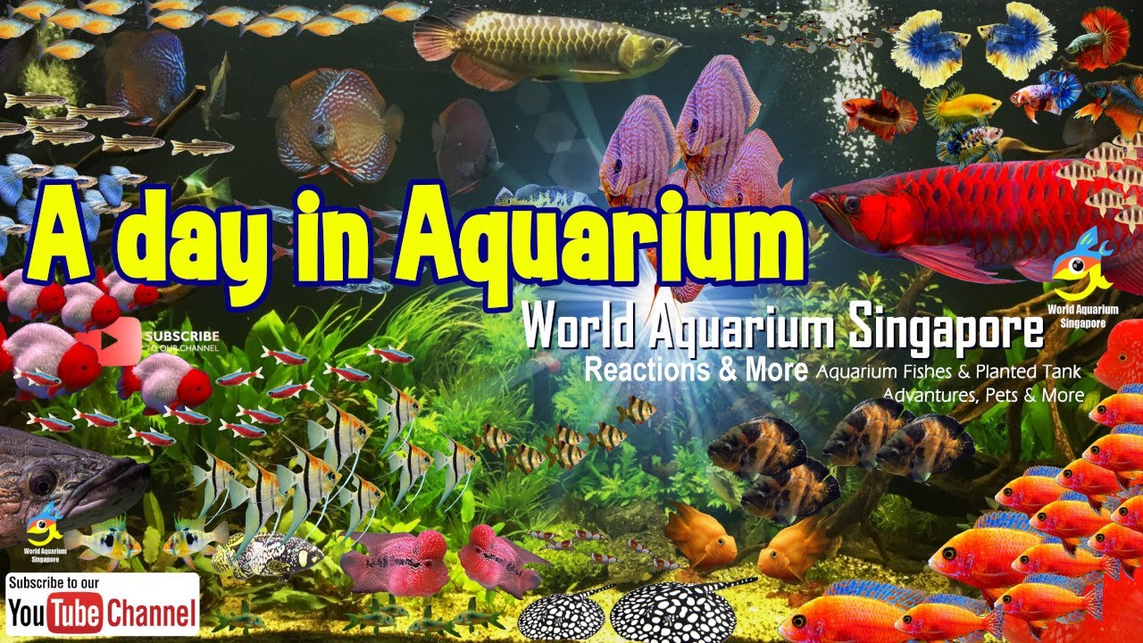 Download Spanduk Aquarium Nomer 23