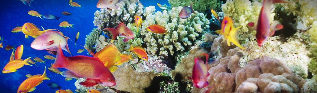 Detail Spanduk Aquarium Nomer 35