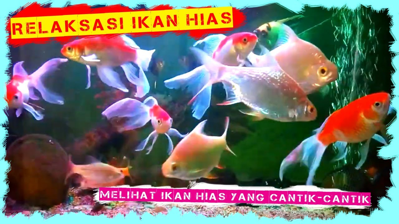 Detail Spanduk Ikan Hias Nomer 44