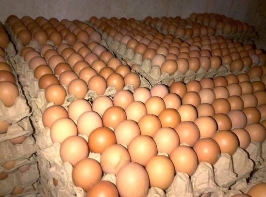 Detail Spanduk Jual Telur Ayam Nomer 37