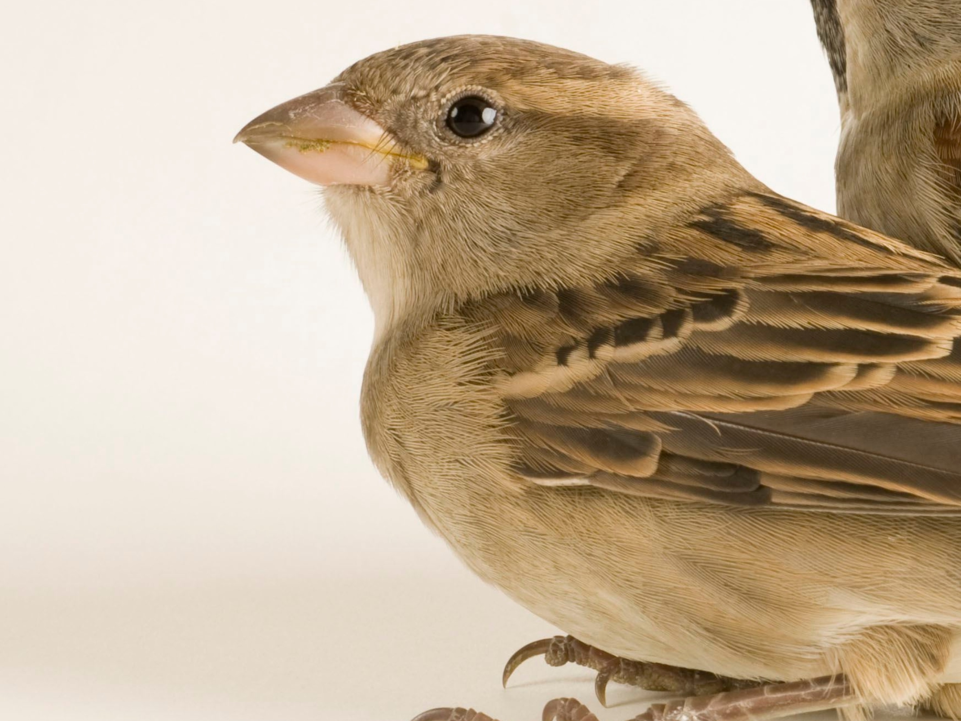 Detail Sparrow Bird Picture Nomer 17