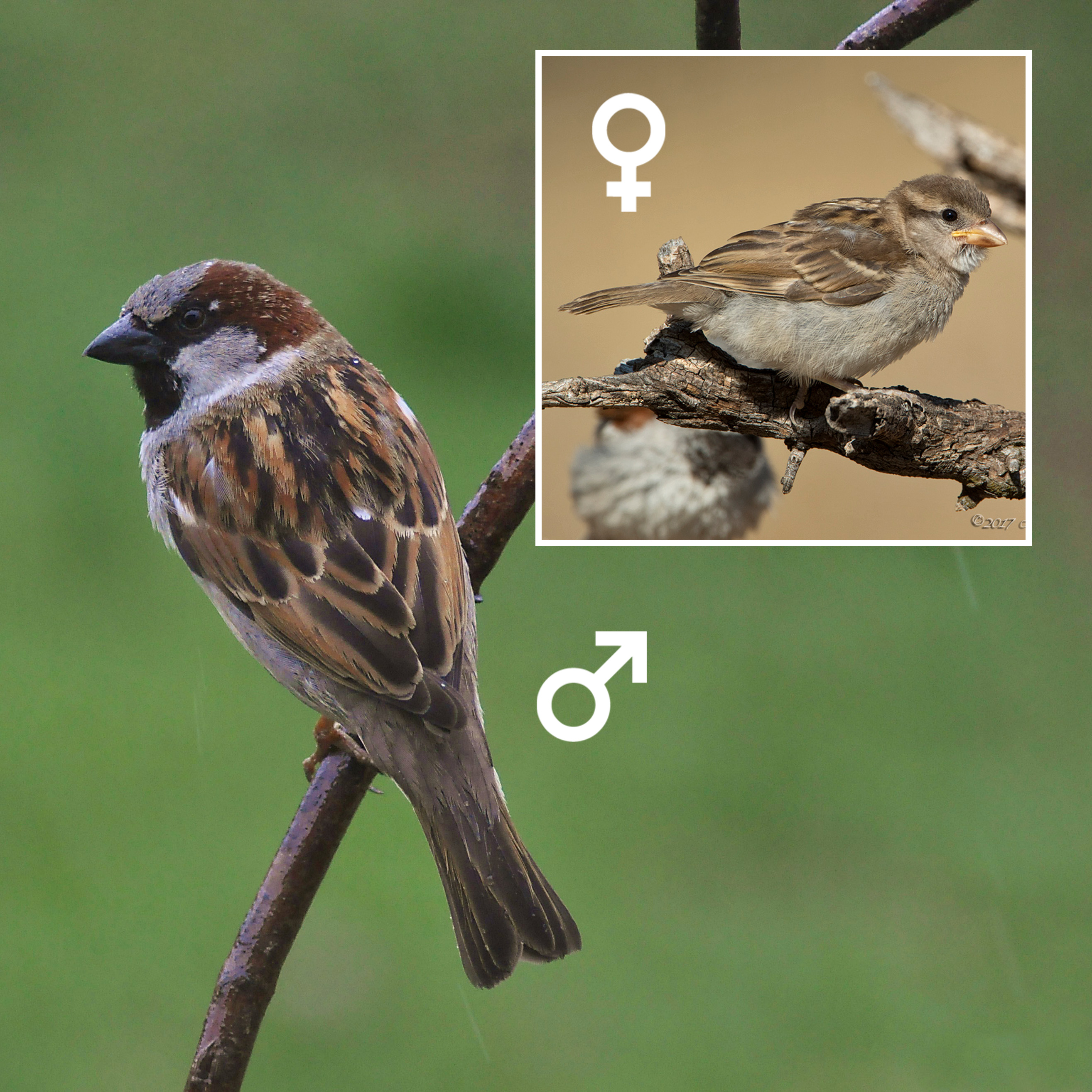 Detail Sparrow Bird Pictures Nomer 11