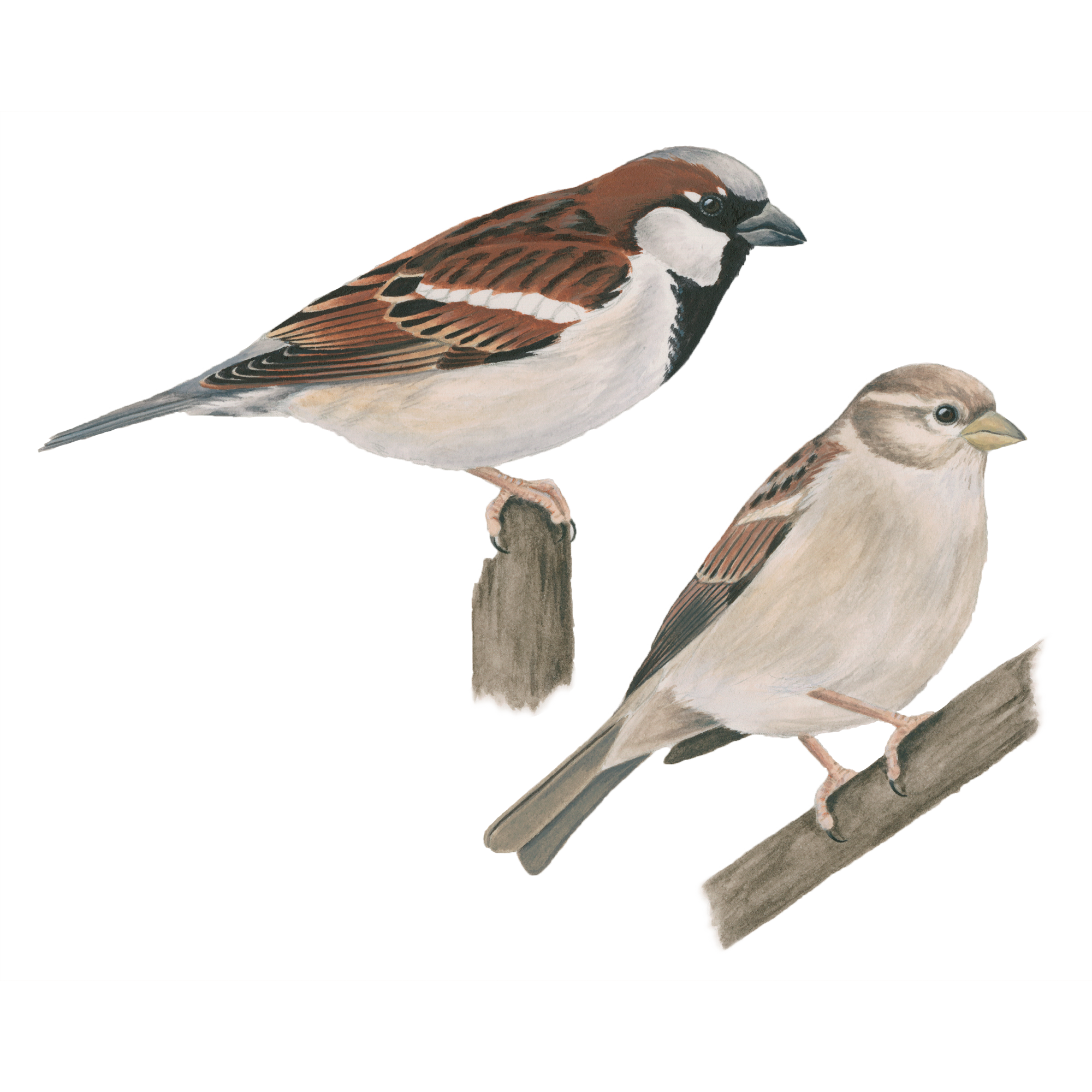 Detail Sparrow Bird Pictures Nomer 37