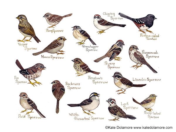 Detail Sparrow Bird Pictures Nomer 40