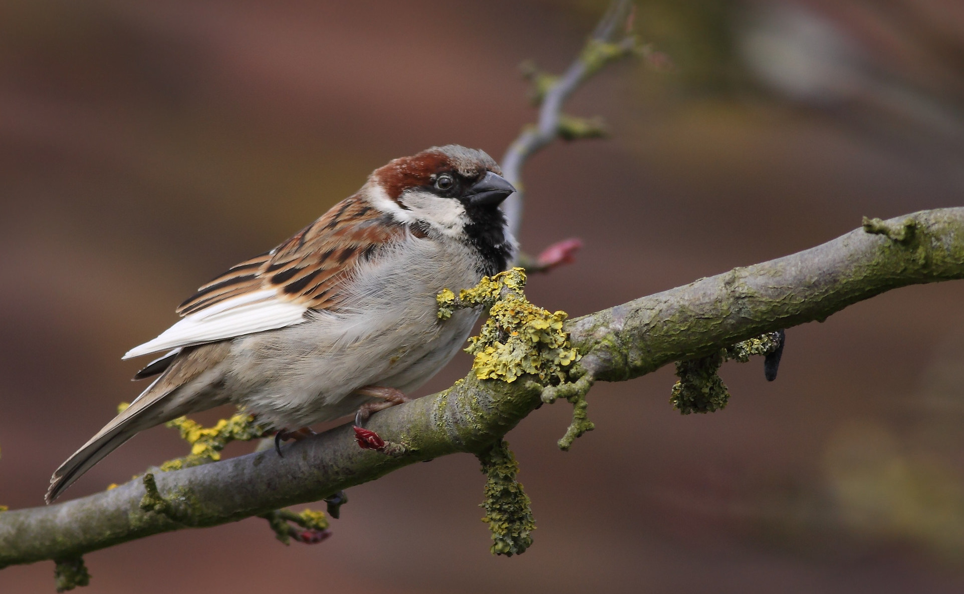 Detail Sparrow Bird Pictures Nomer 50